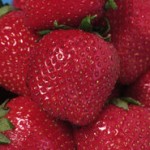 Erdbeeren