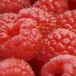 Früchte des Sommers – Himbeeren