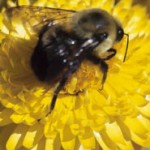 Propolis – das Wundermittel der Bienen