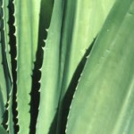 Aloe Vera Gel – Innerlich und Äußerlich