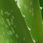 Die Aloe Vera Pflanze