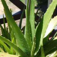 Die Aloe Vera Pflanze