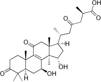 Immunsystem unterstützen