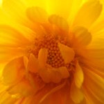 Calendula