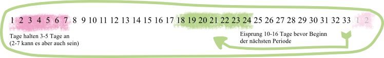 Menstruationszyklus 33 Tage