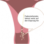 Zervixschleim-Methode - Eisprung