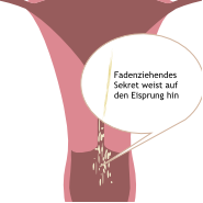 Zervixschleim-Methode - Eisprung