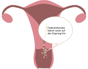 Zervixschleim-Methode - Eisprung