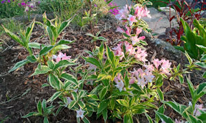 Weigela Florida Variegata 