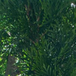 Thuja - Lebensbaum