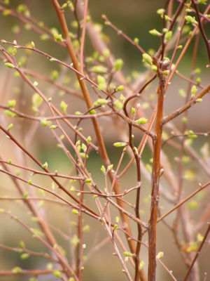 Spiraea vanhouttei - frischer Blattaustrieb