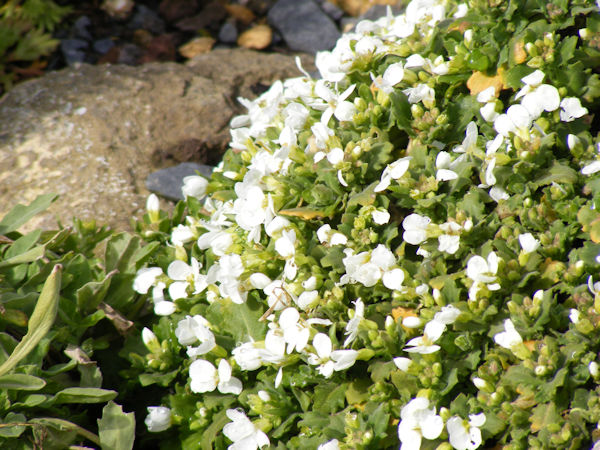 Arabis Caucasia - die Gänsekresse 