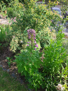 Unser Garten Delphinium