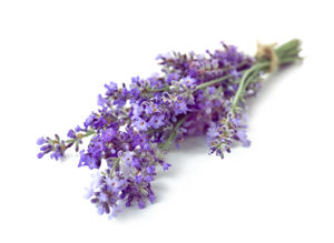 lavendel