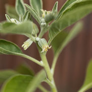 Ashwagandha Schlafbeere