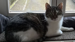 Michi - die Katze
