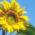 Sonnenblumenkerne